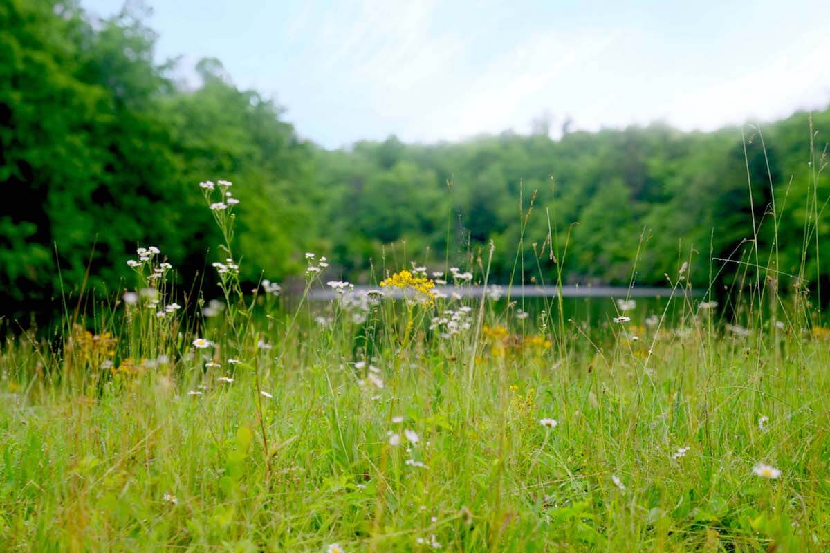 Uplands Village-Lake Alice Trail